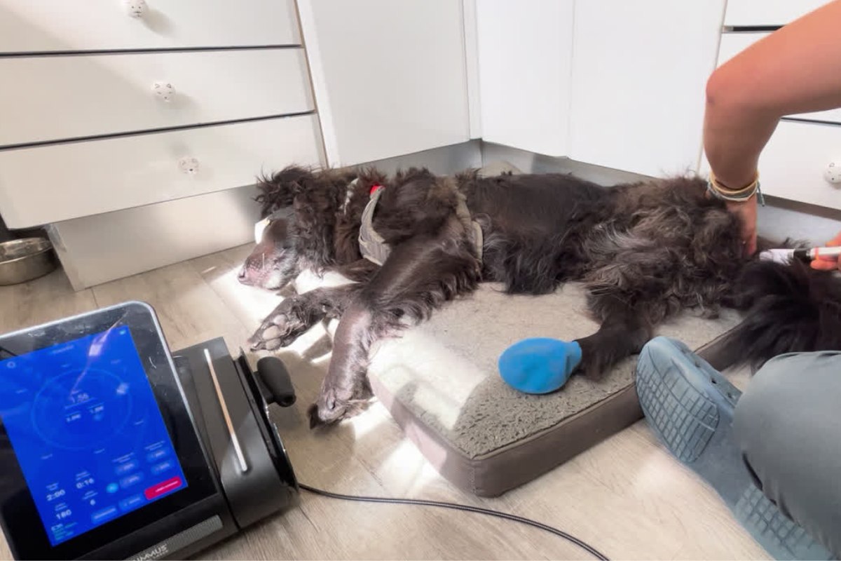 Terapia láser veterinaria en clínica diaria terapia láser veterinaria aplicada a perro en clínica
