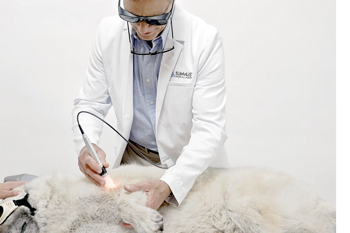 terapia-laser-veterinaria-artrosis