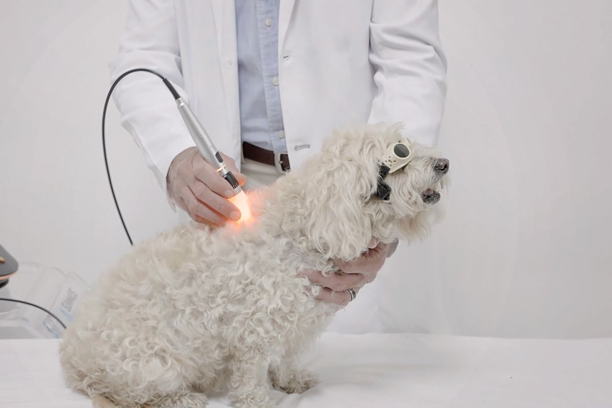 terapia laser veterinaria neurologia