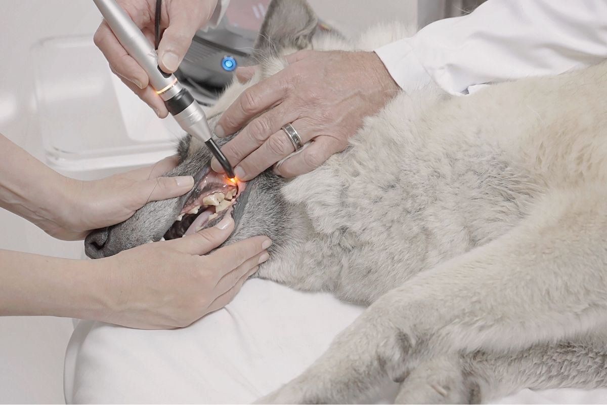terapia laser veterinaria oral
