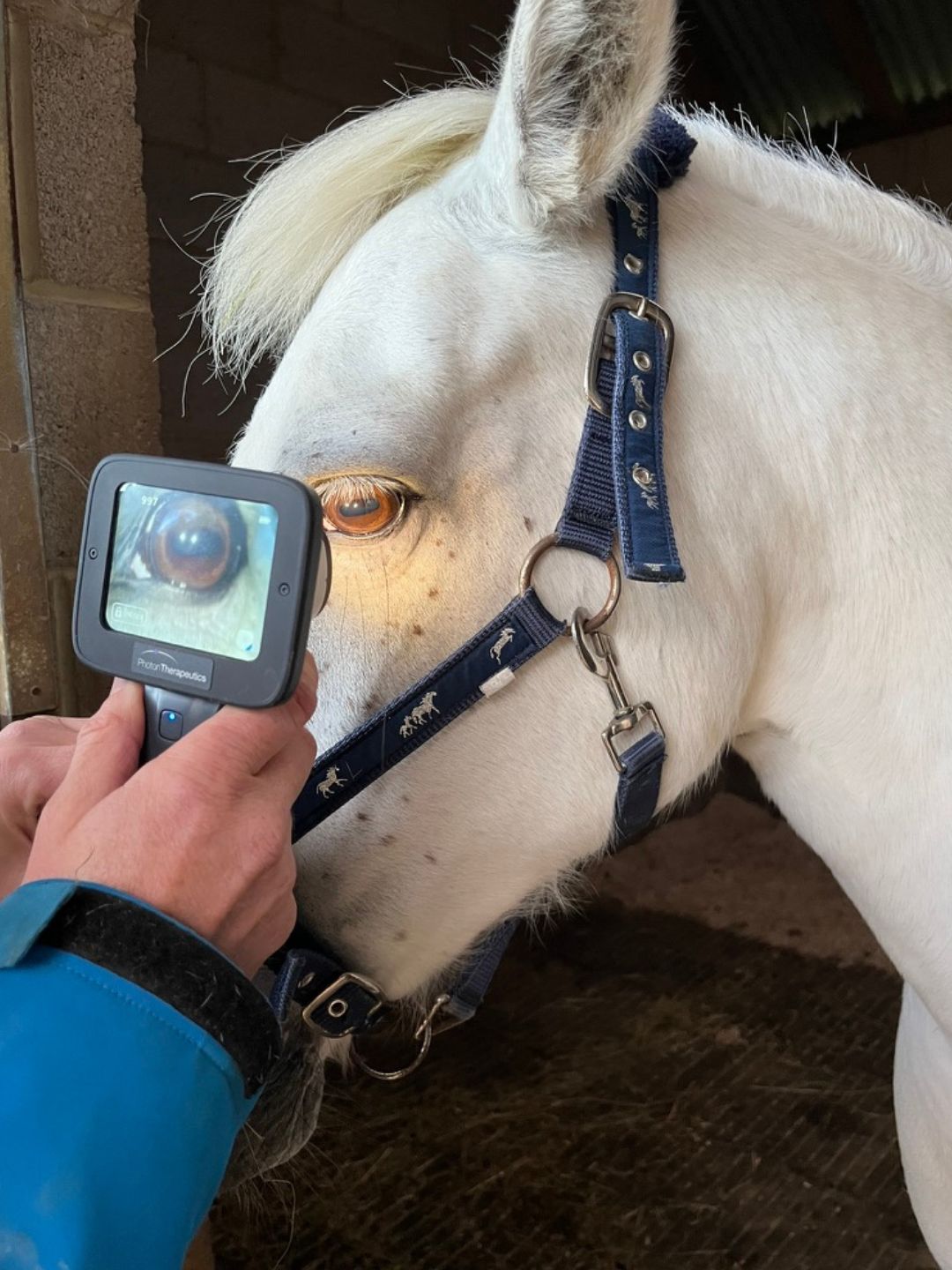 PhotonUVC Vet en caballos