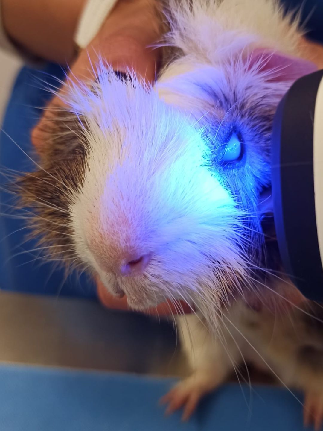 PhotonUVC Vet en animales exóticos