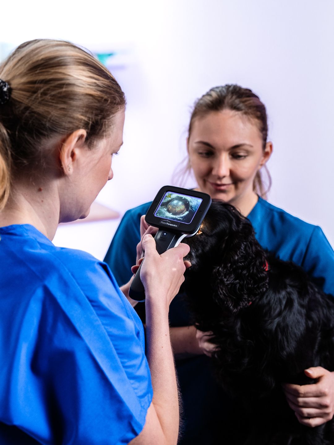 Aplicación de PhotonUVC Vet en un paciente canino
