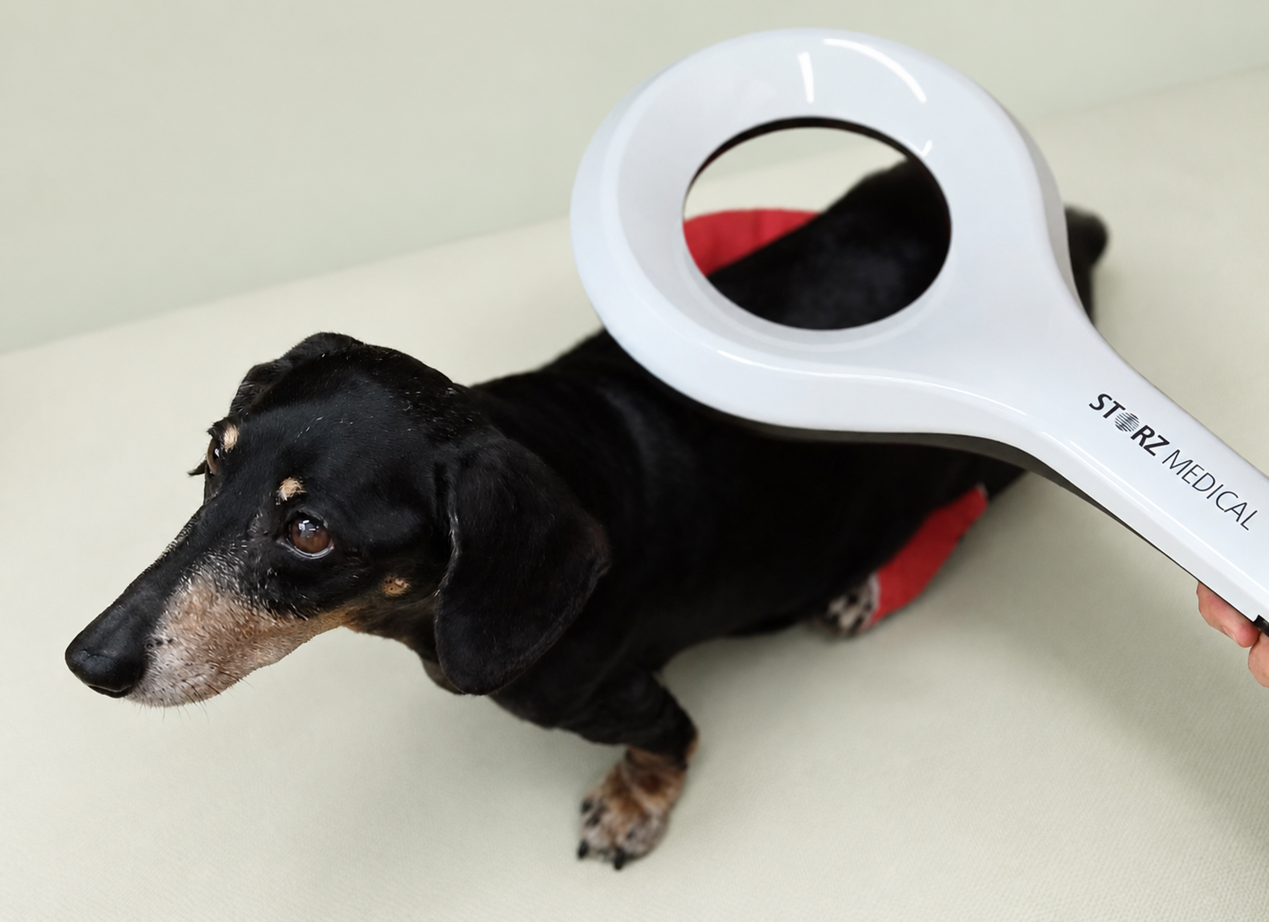 Sesión de rehabilitación veterinaria con MAGNETOLITH