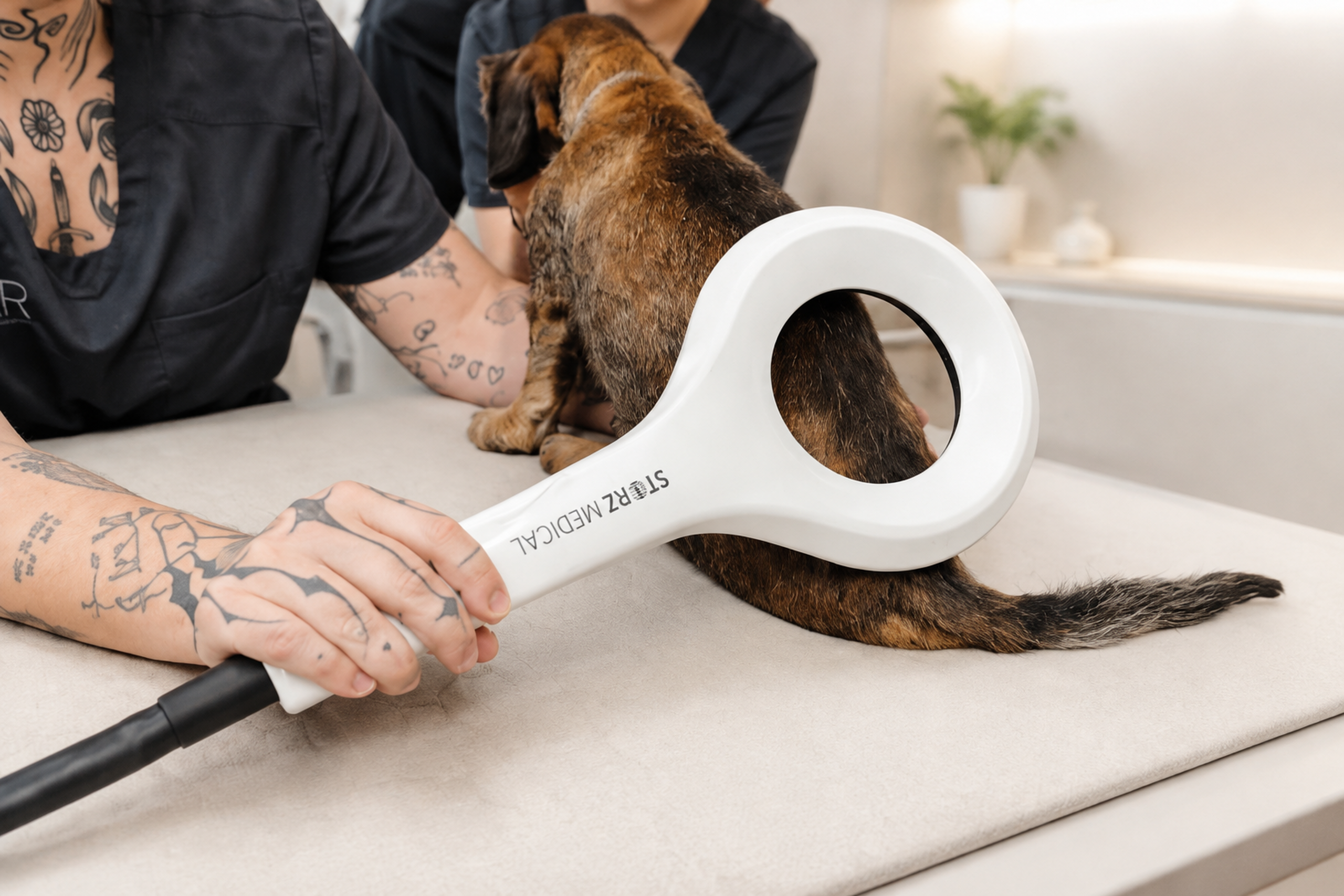 Aplicación de MAGNETOLITH en un paciente veterinario