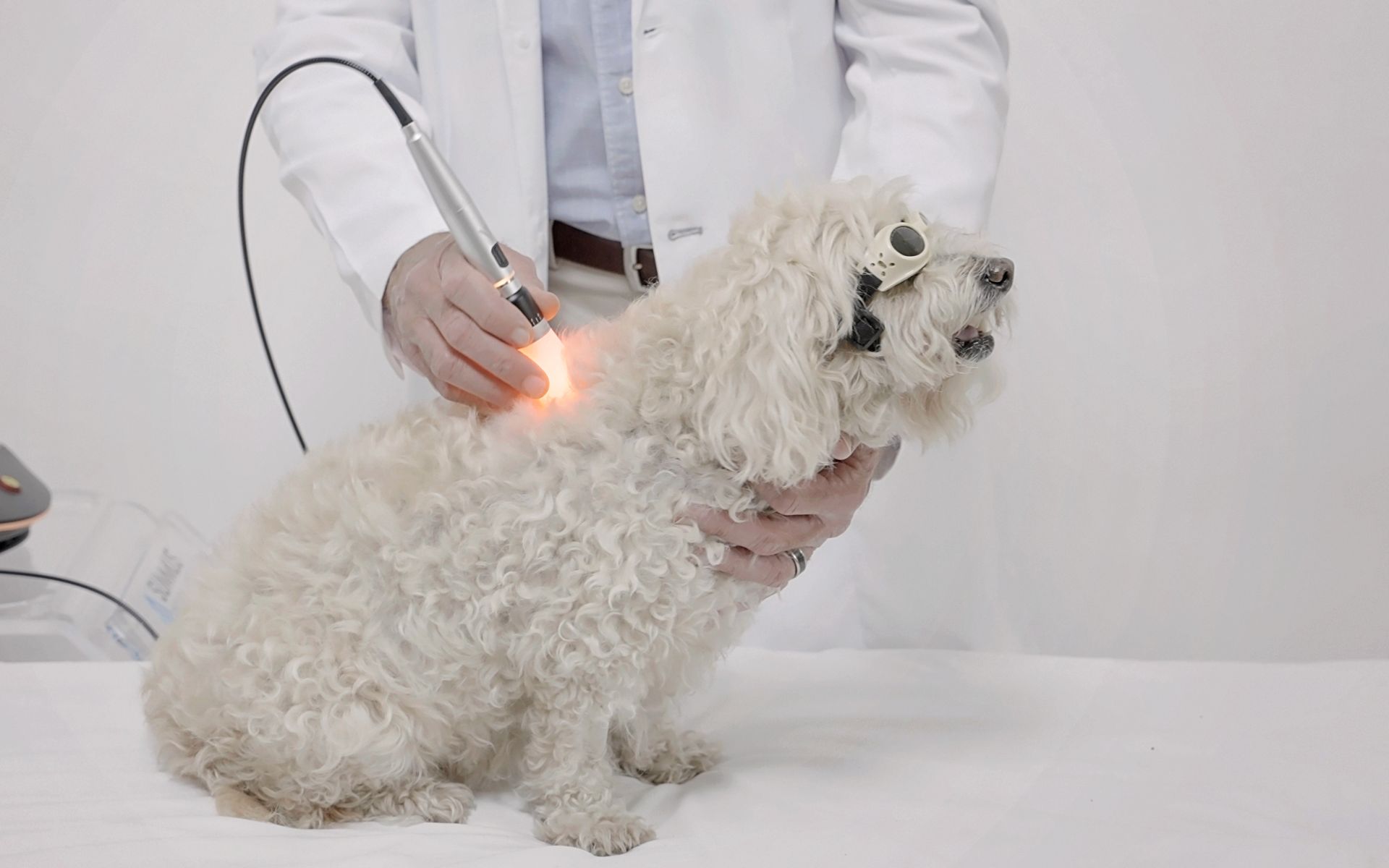 Tratamiento de terapia láser veterinaria en un perro con un equipo Summus
